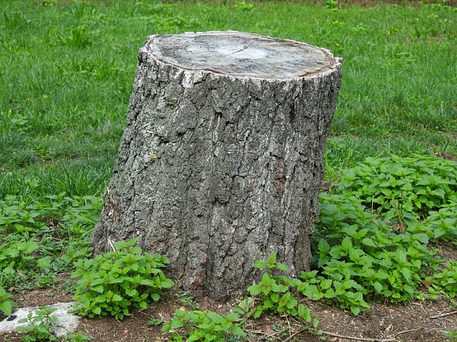 How do you prevent a bush stump from growing back How To Stop Stumps From Growing Back Naturally Hometalk